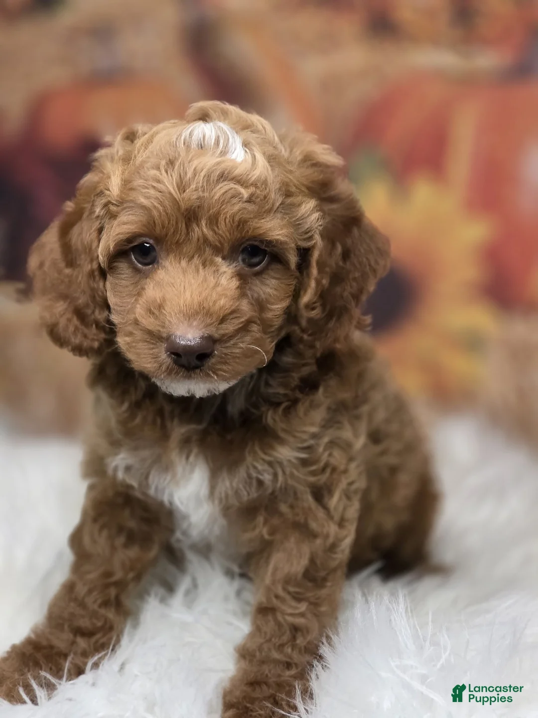Toy Poodle dogs for sale: Sammy deep red parti - Ad 2