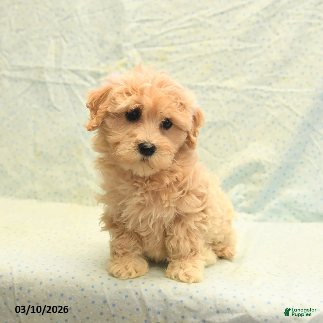 Havapoo dogs for sale: Penny - Ad 2