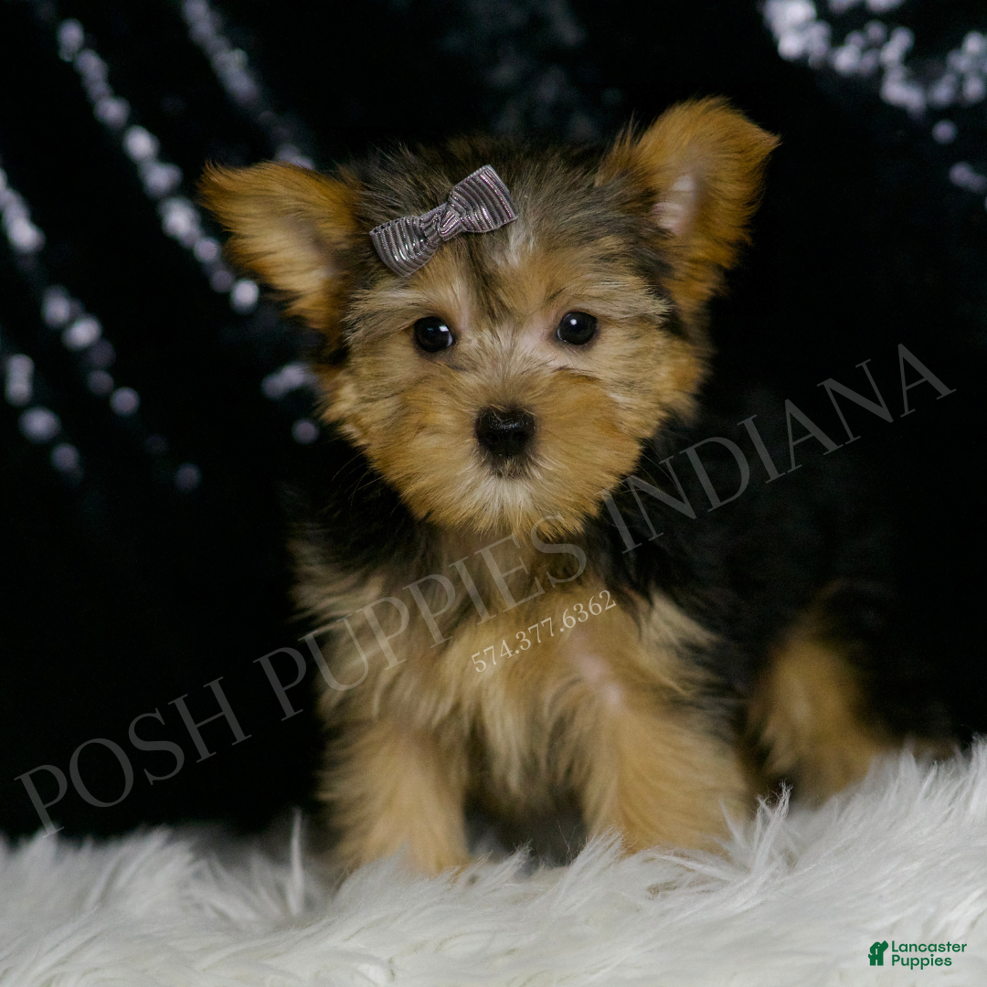 Morkie dogs for sale: Lupert - Ad 1