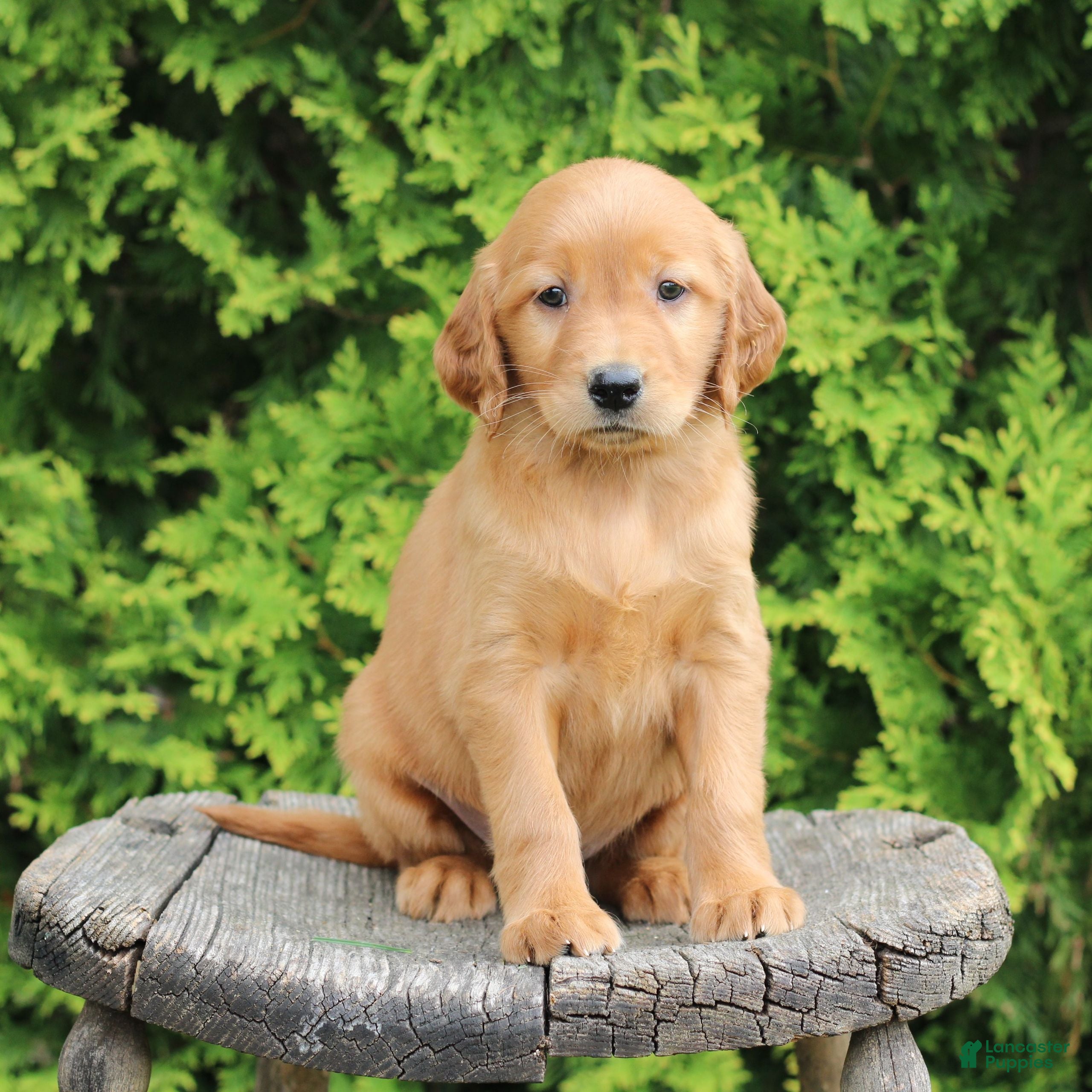 Mixed Breed dogs Wynn  - Ad 2