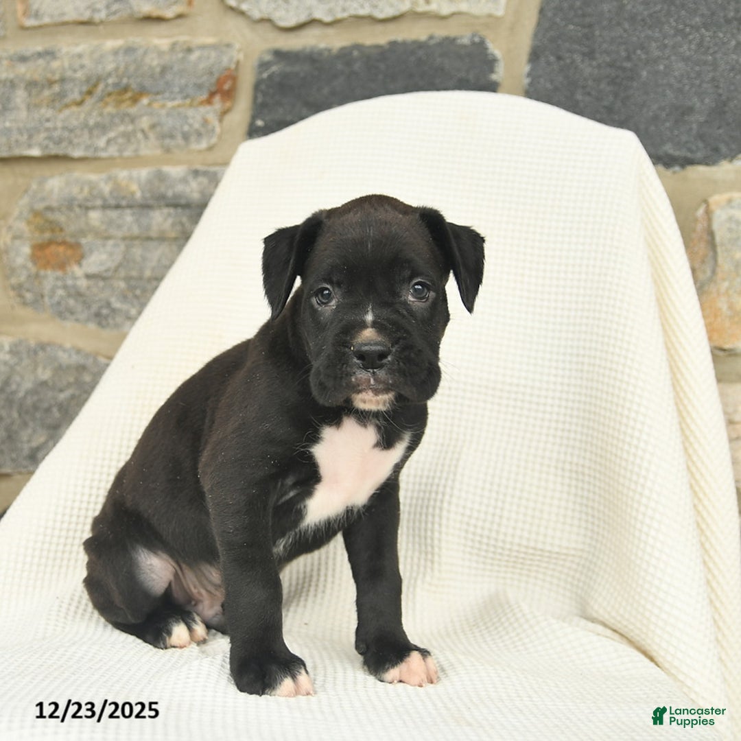 Boxer dogs for sale: Washington  - Ad 3