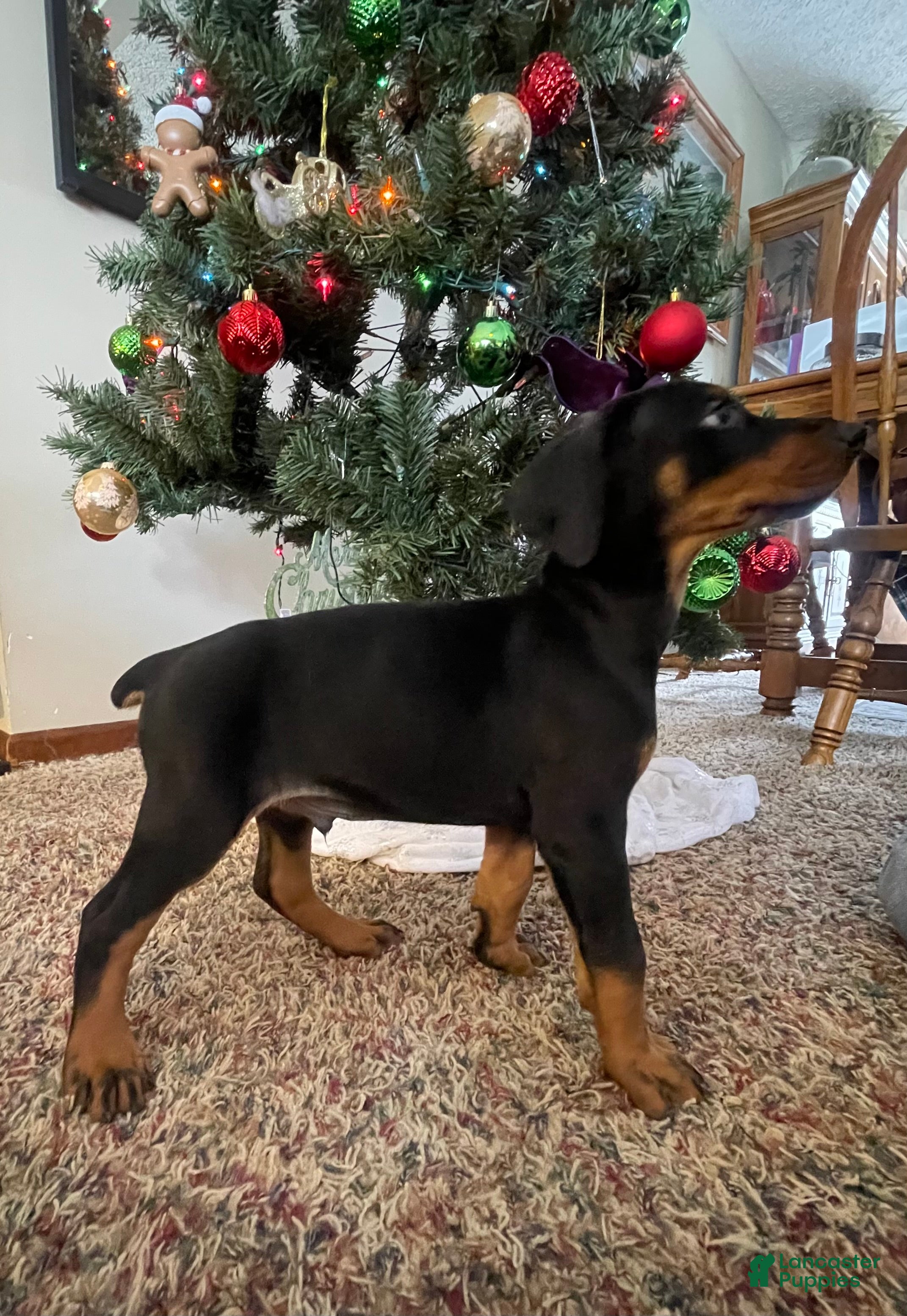 Doberman Pinscher dogs Halen - Ad 3