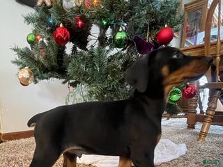 Doberman Pinscher dogs Halen - Ad 28