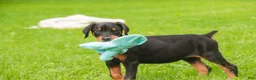 Doberman Pinscher dogs for sale: Griffin - Ad 4