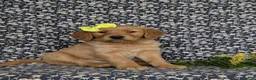 Golden Retriever dogs for sale: Nellie AKC Registered - Ad 3