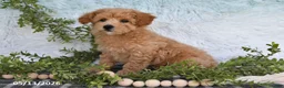 Bichpoo dogs for sale: Harmony - Ad 2