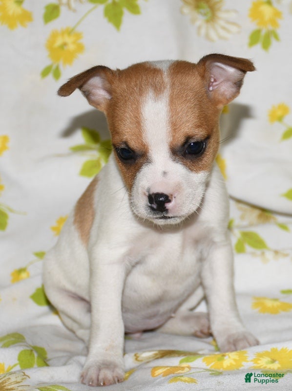 Rat Terrier dogs Mina - Ad 2