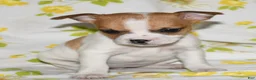 Rat Terrier dogs for sale: Mina - Ad 2