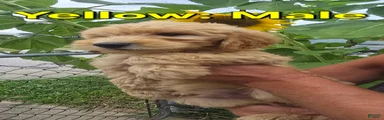 Goldendoodle Yellow