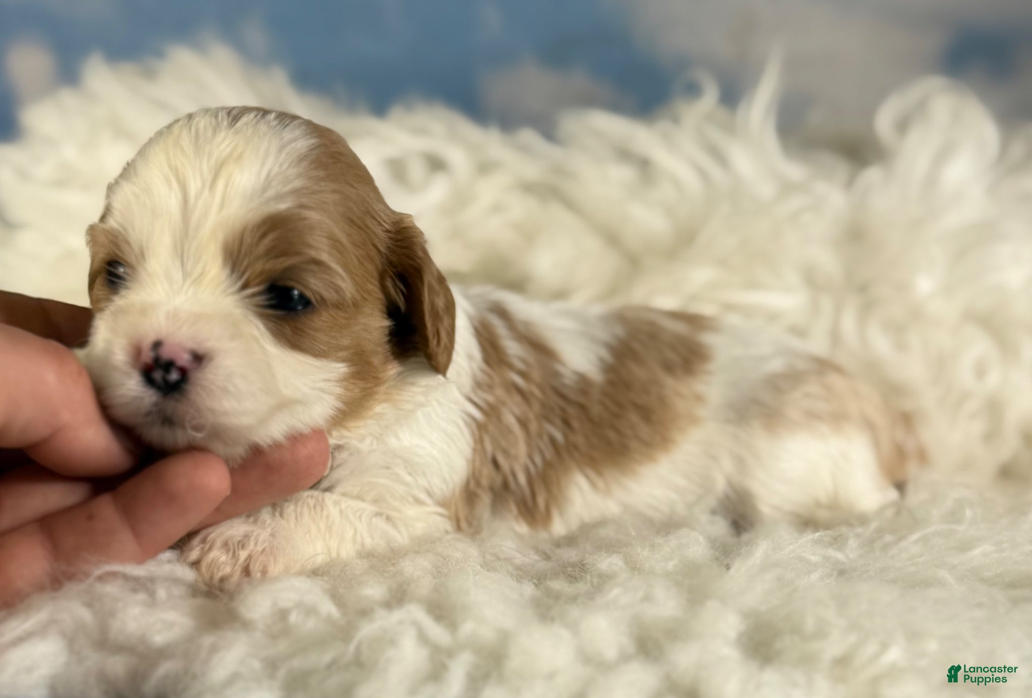 Cavapoo dogs Cinnamon  - Ad 2