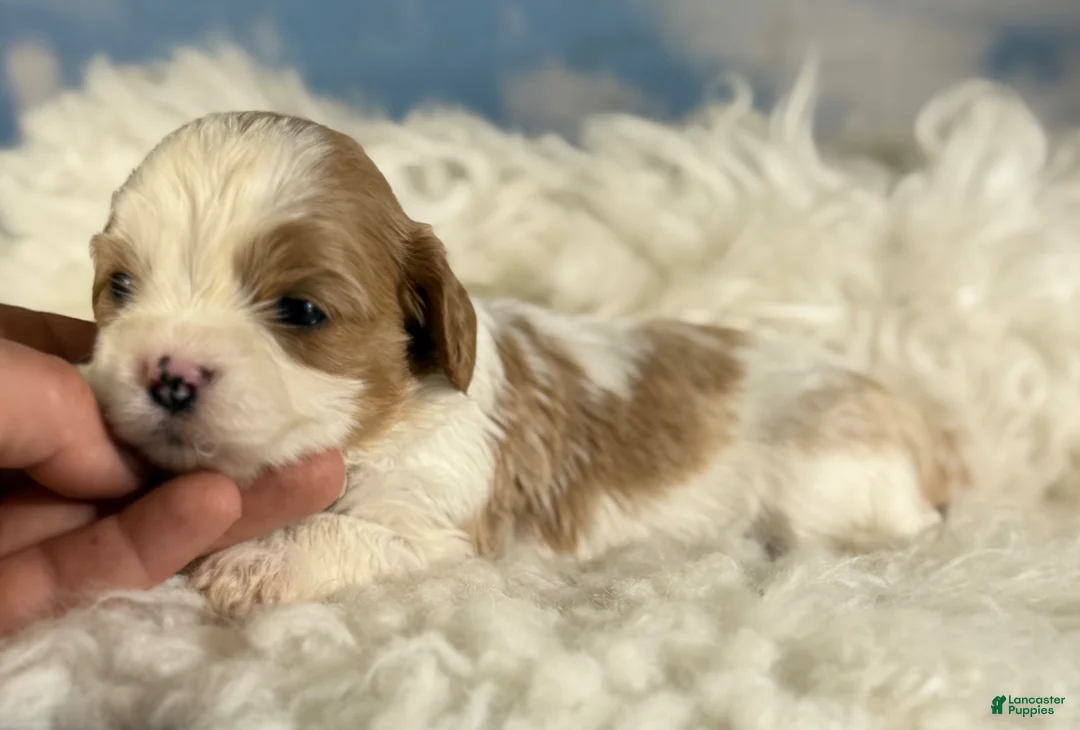 Cavapoo dogs for sale: Cinnamon  - Ad 2