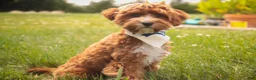 Cavapoo dogs for sale: Harper - Ad 4