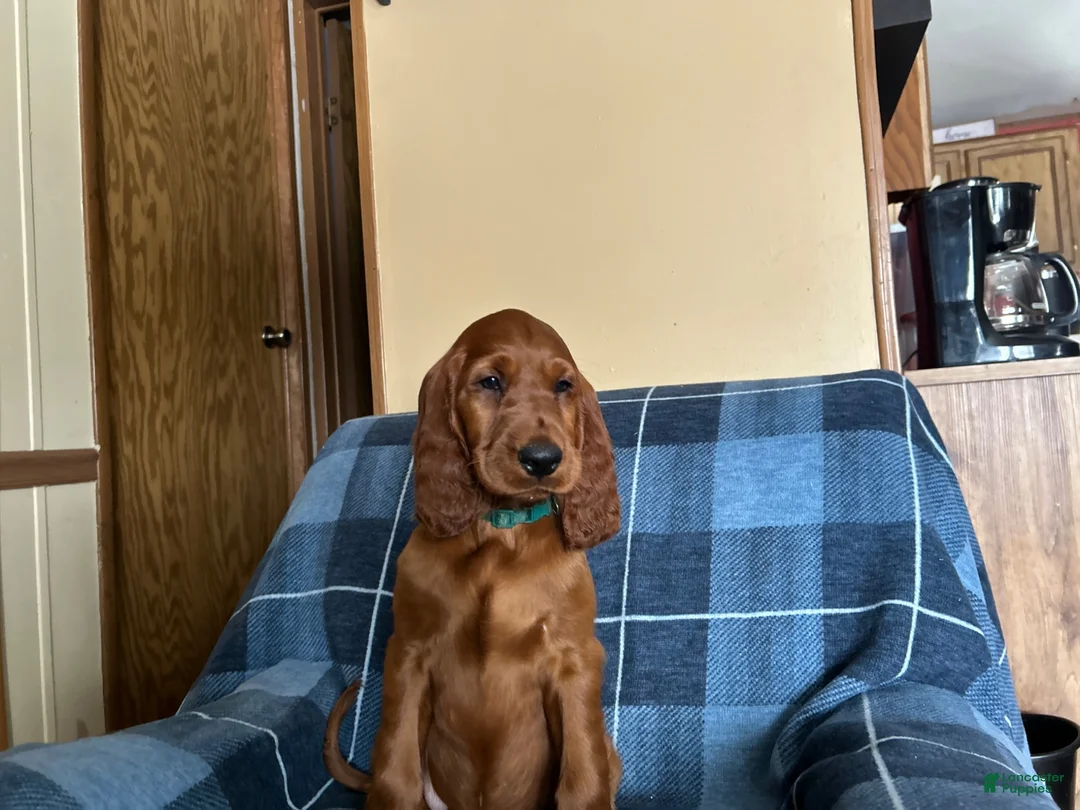 Irish Setter dogs for sale: Irish Setter 7 - Ad 14
