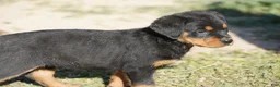 Rottweiler dogs for sale: Rottweiler litter of 5 puppies - Ad 20