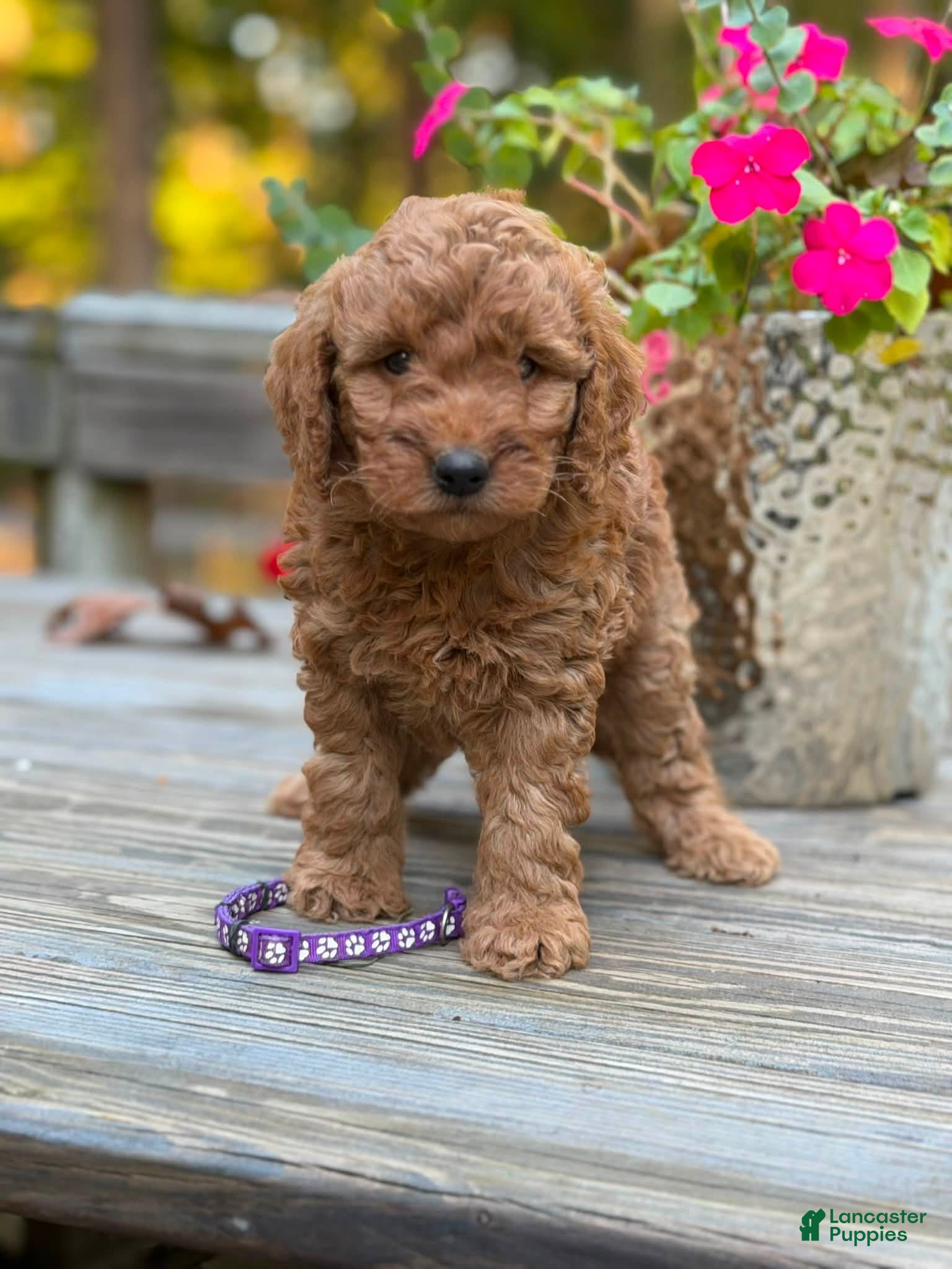 Mini Goldendoodle dogs for sale: Parsleys purple collar girl - Ad 2