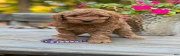 Mini Goldendoodle dogs for sale: Parsleys purple collar girl - Ad 2