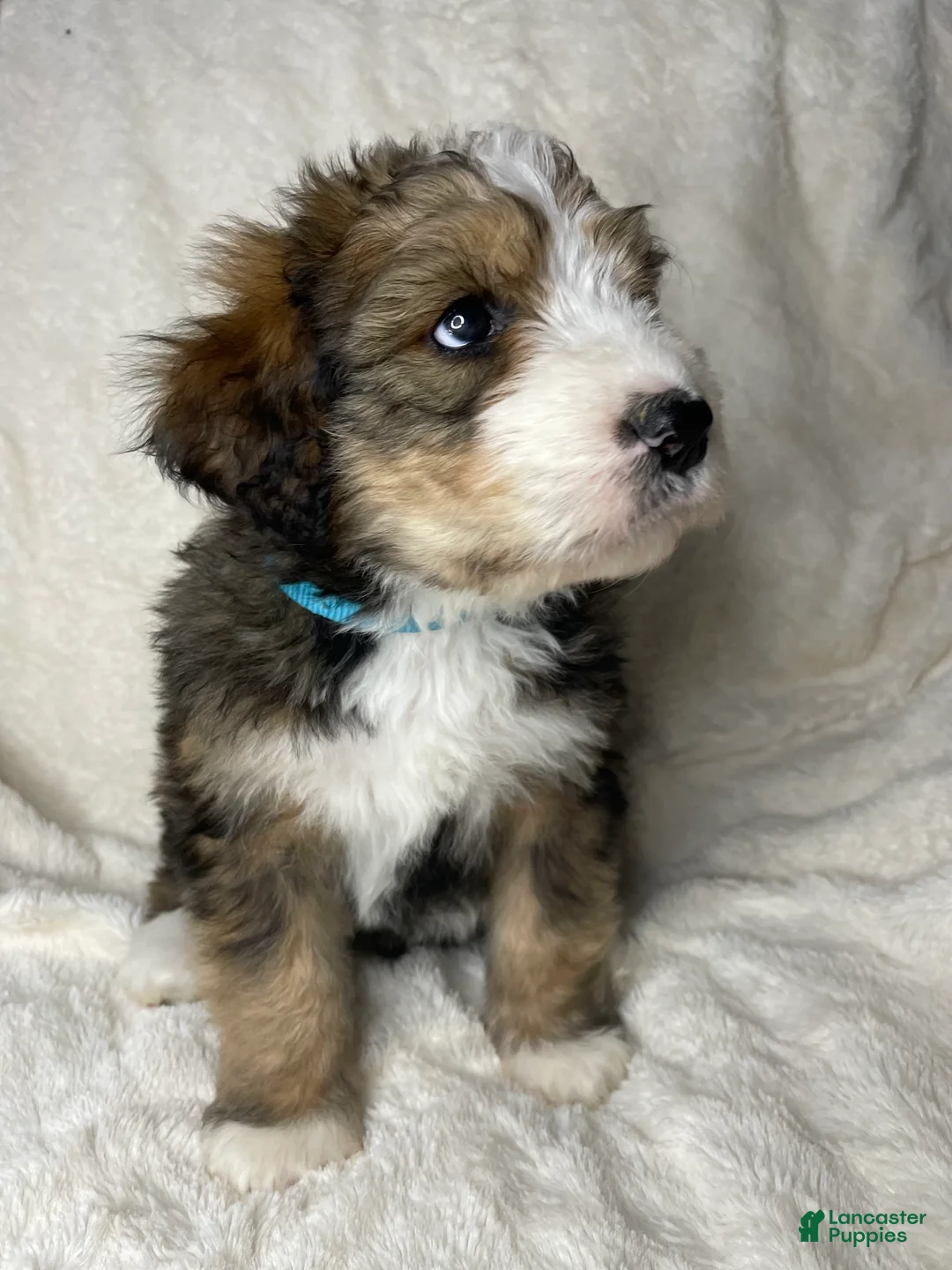 Bernedoodle dogs for sale: Louie - Ad 2