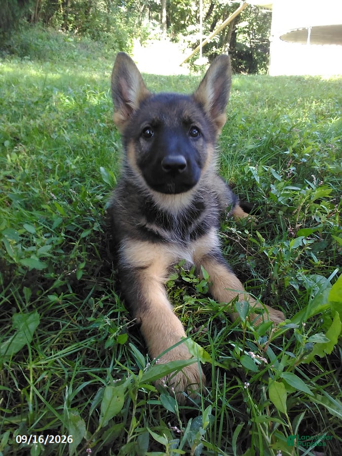 German Shepherd dogs Risa - Ad 1