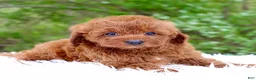 Cavapoo dogs for sale: Mr. Rugar - Ad 4