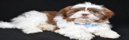 Shih Tzu dogs for sale: Frank - Ad 2