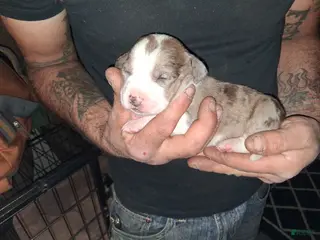 American Pit Bull Terrier dogs American Pit Bull Terrier Puppy 3 - Ad 25