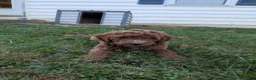 Miniature Labradoodle dogs for sale: Rhett - Ad 6