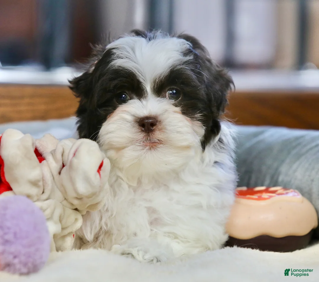Shihpoo dogs for sale: Everlee - Ad 3