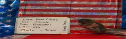 Cane Corso dogs for sale: Glory - Ad 3
