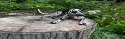 Dalmatian dogs for sale: Sydney - Ad 5