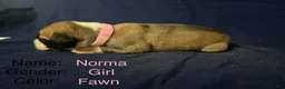 Great Dane dogs for sale: Norma - Ad 3