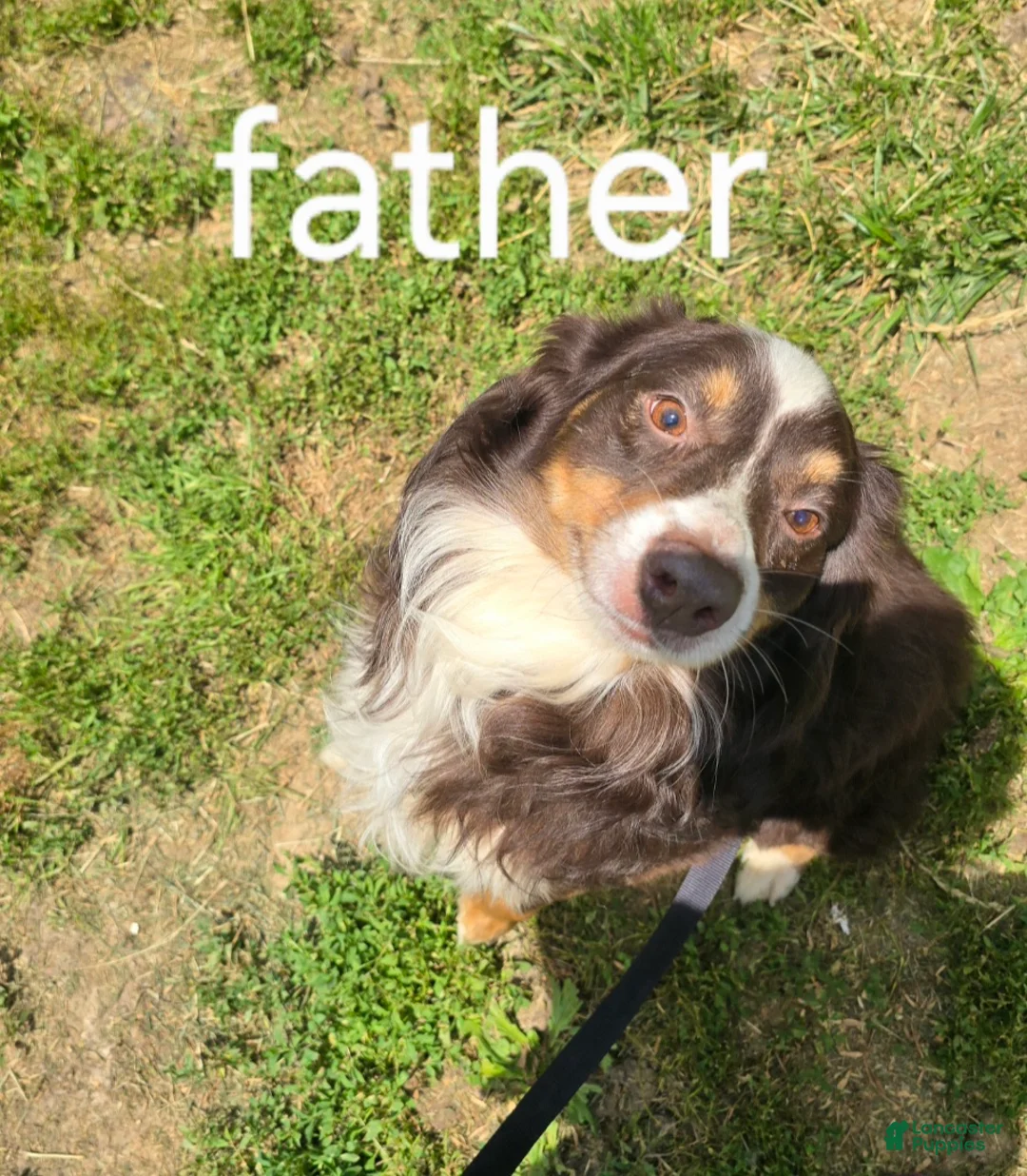 Australian Shepherd dogs for sale: Australian Shepherd Puppy Orange  - Ad 7