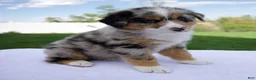 Australian Shepherd dogs for sale: Penny - Ad 4