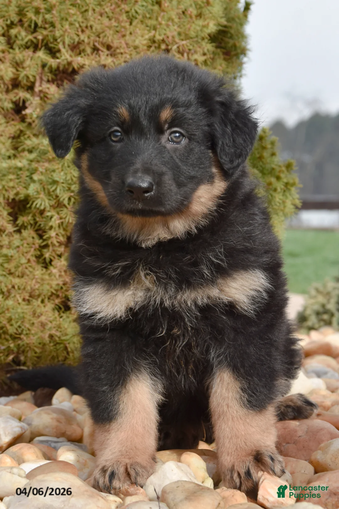 Mixed Breed dogs for sale: Mae - Ad 5
