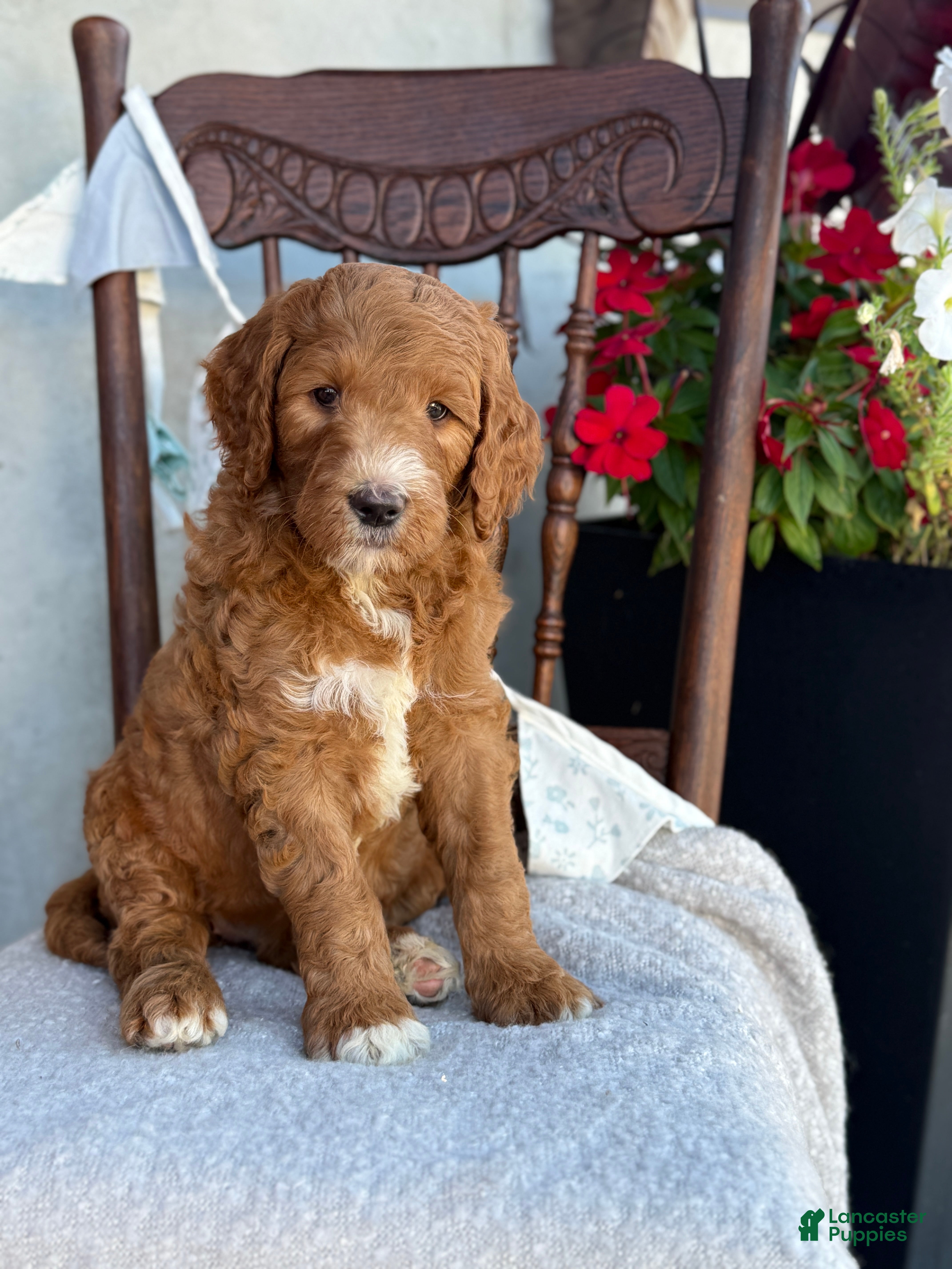 Goldendoodle dogs Cozette - Ad 1