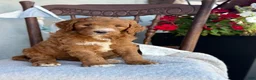 Goldendoodle dogs for sale: Cozette - Ad 1