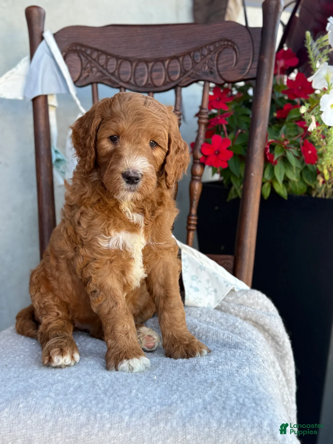 Goldendoodle dogs for sale: Cozette - Ad 1