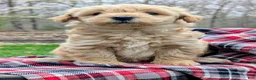 Mixed Breed dogs for sale: Hazel - Ad 4