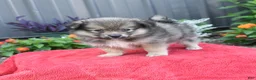 Pomeranian dogs for sale: Hero - Ad 3
