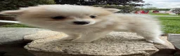 Pomeranian dogs for sale: Rachelle - Ad 5