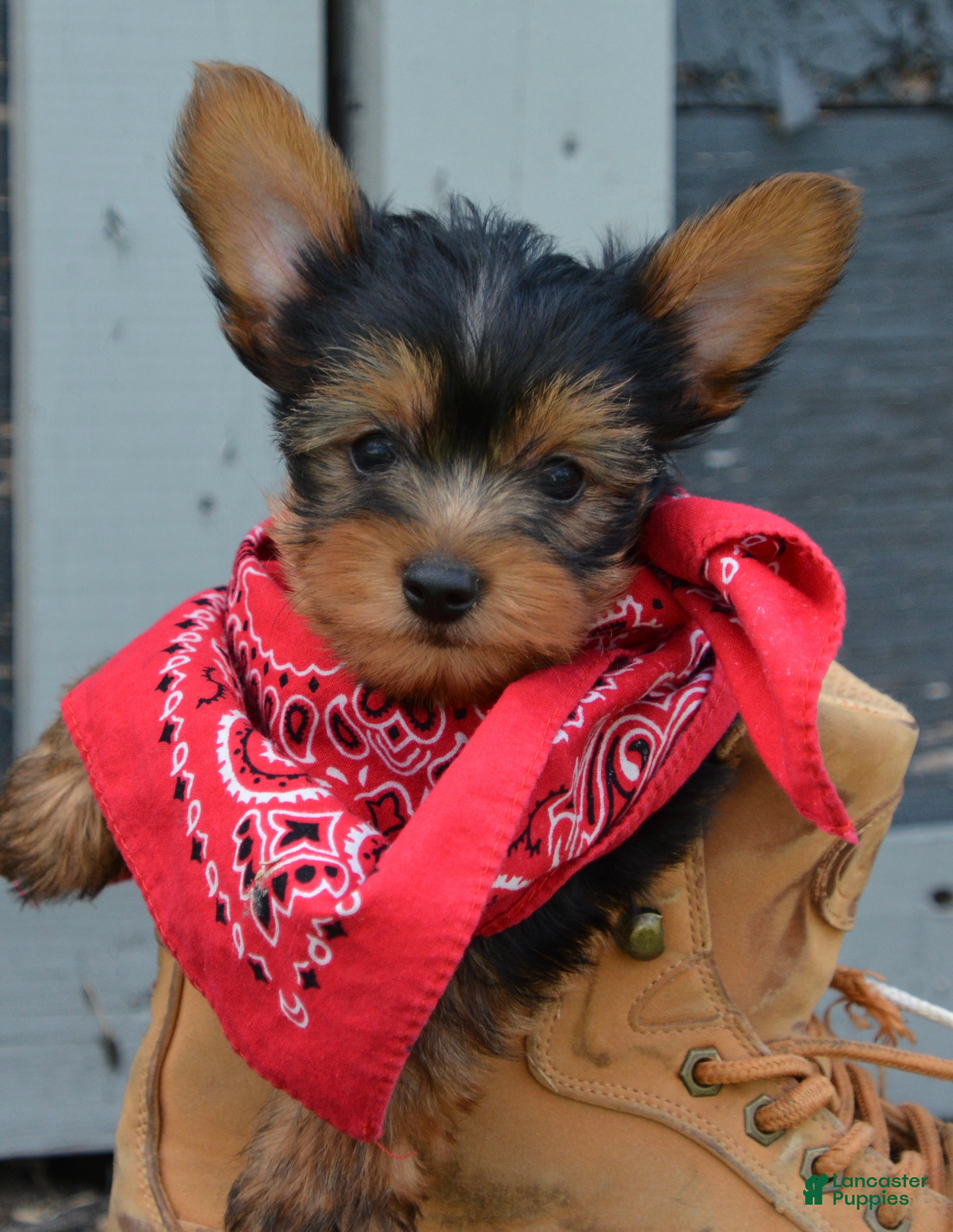 Yorkshire Terrier dogs Freddy - Ad 1