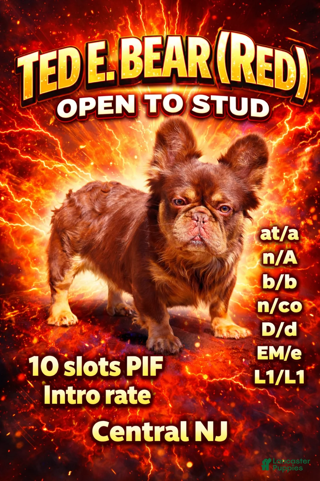 French Bulldog dogs for stud: Stud available!!  - Ad 1