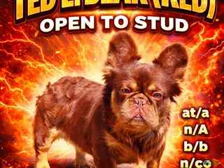 French Bulldog dogs Stud available!! - Ad 11