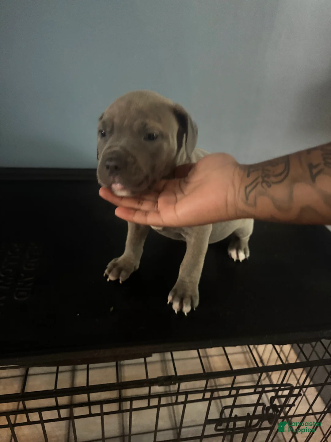 American Pit Bull Terrier dogs for sale: American Pit Bull Terrier 3 - Ad 2