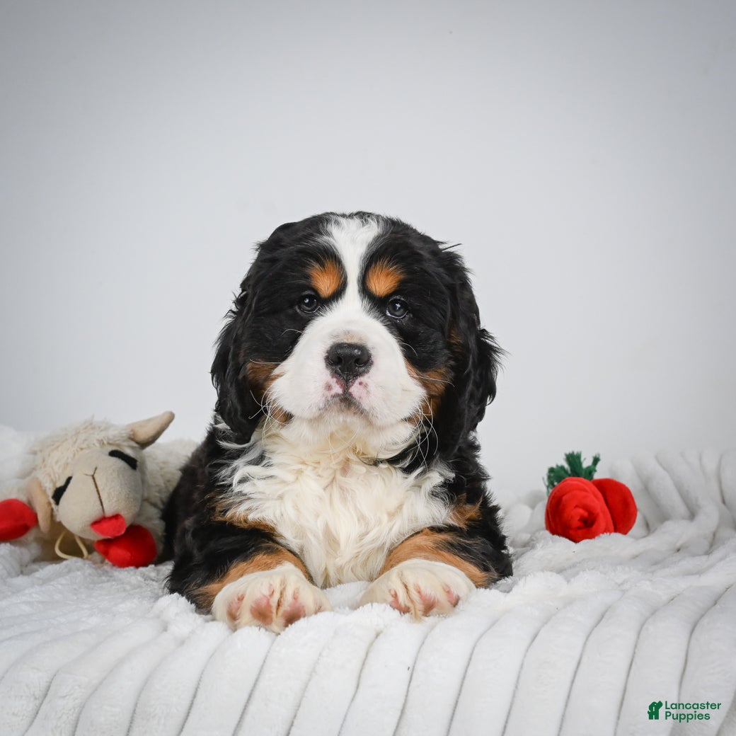Miniature Bernese Mountain Dog dogs Toby - Ad 1