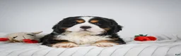 Miniature Bernese Mountain Dog dogs for sale: Toby - Ad 9