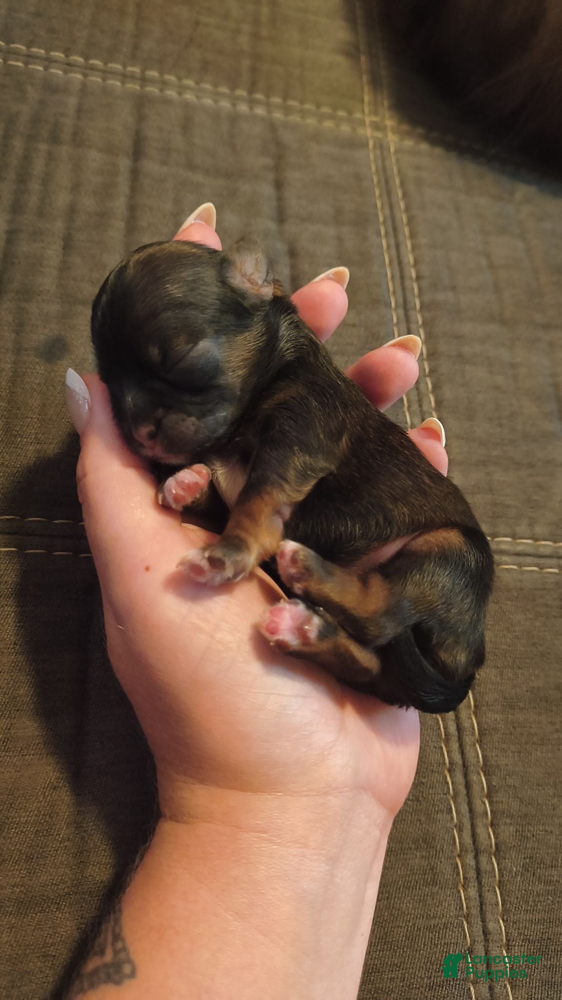 Shorkie dogs Coal - Ad 42