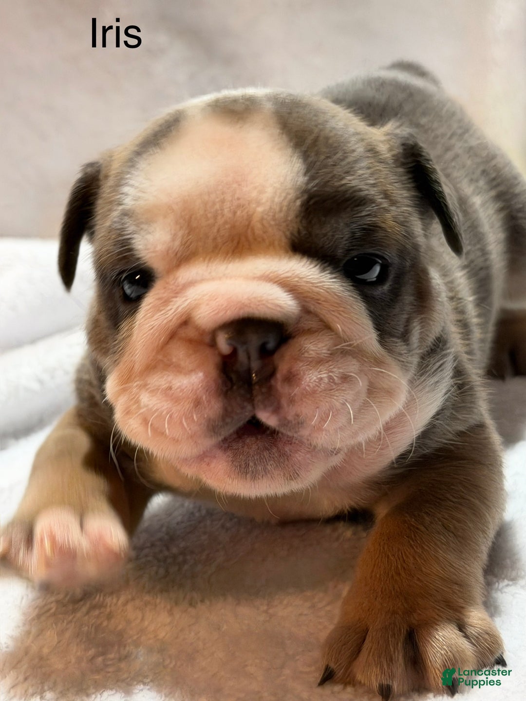 English Bulldog dogs for sale: English Bulldog Puppy 5 - Ad 4