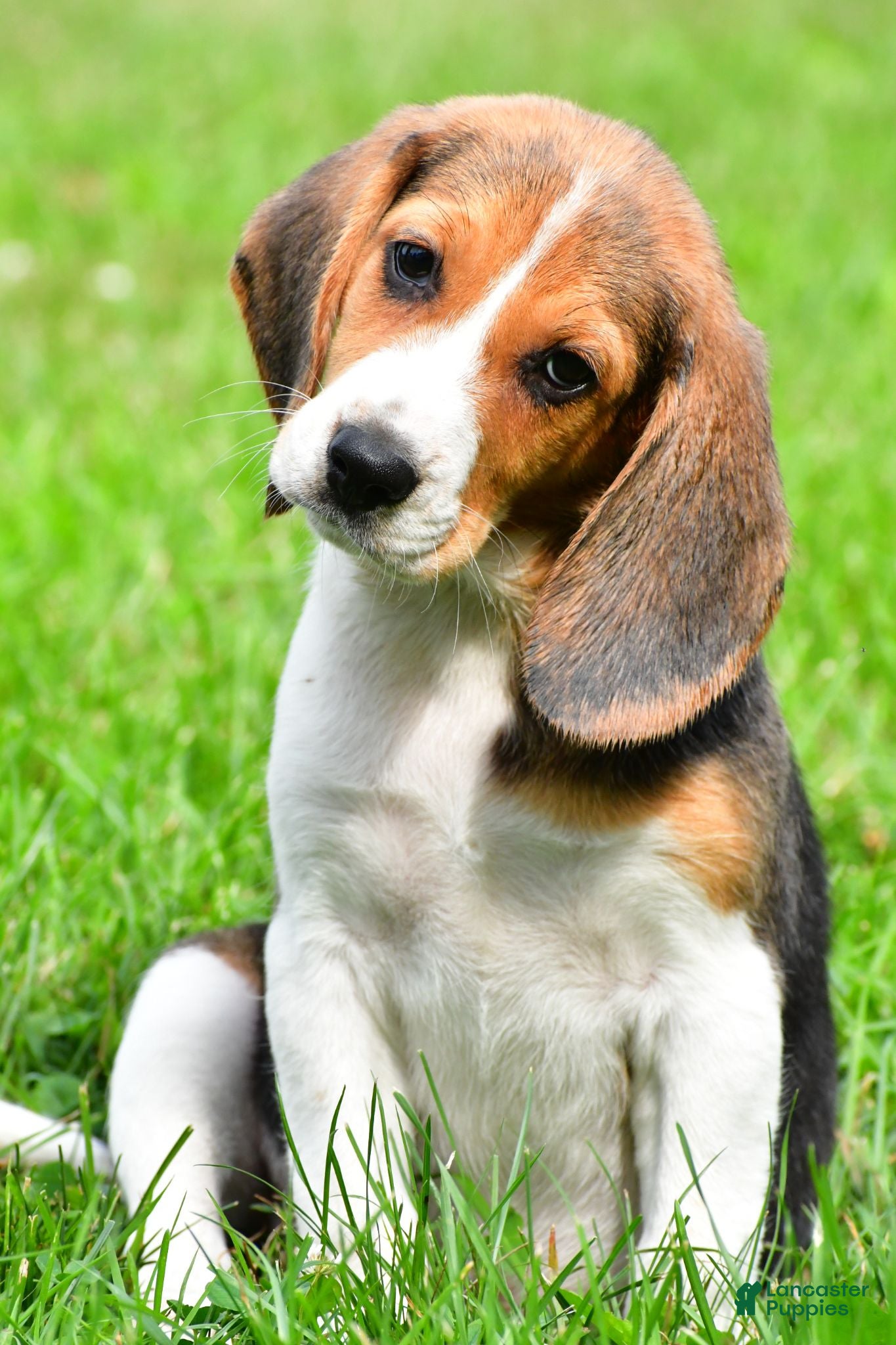 Beagle dogs Teddy - Ad 1