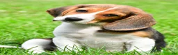 Beagle dogs for sale: Teddy - Ad 1