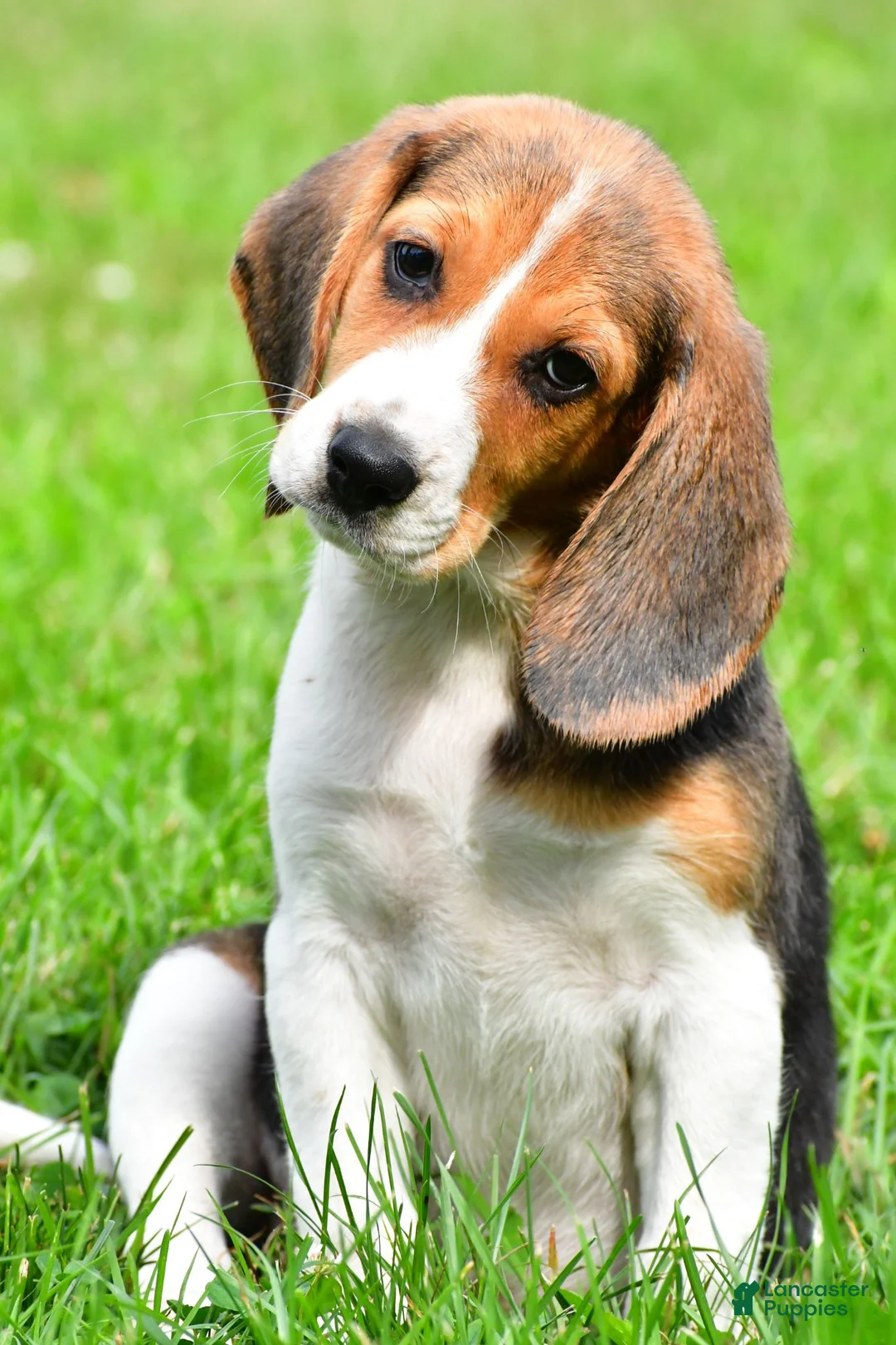 Beagle dogs for sale: Teddy - Ad 1